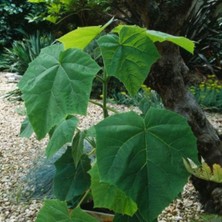 Bahçevilya Paulownia  - Çin Kavağı Fidanı - Bahçenize Hızla Büyüyen Yeşil Dokunuş 15-25 cm Saksılı