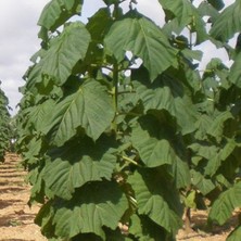 Bahçevilya Paulownia  - Çin Kavağı Fidanı - Bahçenize Hızla Büyüyen Yeşil Dokunuş 15-25 cm Saksılı