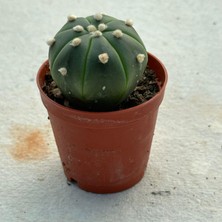 Berke Fidancılık 5.5 Litrelik Saksıda Echinopsis Subdenudata (Paskalya Zambağı) Kaktüsü