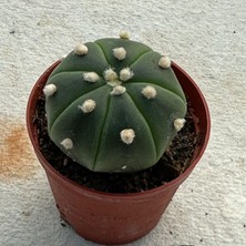 Berke Fidancılık 5.5 Litrelik Saksıda Echinopsis Subdenudata (Paskalya Zambağı) Kaktüsü