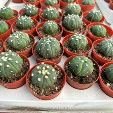 Berke Fidancılık 5.5 Litrelik Saksıda Echinopsis Subdenudata (Paskalya Zambağı) Kaktüsü