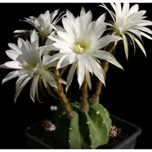 Berke Fidancılık 5.5 Litrelik Saksıda Echinopsis Subdenudata (Paskalya Zambağı) Kaktüsü