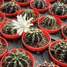 Berke Fidancılık 5.5 Luk Saksıda Gymnocalycium Mihanovichii (Çene) Kaktüsü