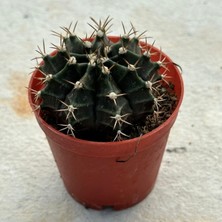 Berke Fidancılık 5.5 Luk Saksıda Gymnocalycium Mihanovichii (Çene) Kaktüsü