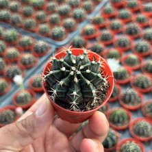 Berke Fidancılık 5.5 Luk Saksıda Gymnocalycium Mihanovichii (Çene) Kaktüsü