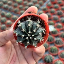 Berke Fidancılık 5.5 Luk Saksıda Gymnocalycium Mihanovichii (Çene) Kaktüsü