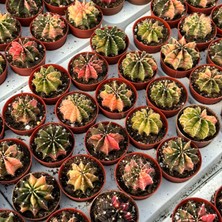 Berke Fidancılık 5.5 Lik Saksıda Gymno Gymnocalycium M.variegata  Kaktüsü (Black Pearl)