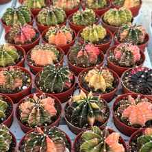 Berke Fidancılık 5.5 Lik Saksıda Gymno Gymnocalycium M.variegata  Kaktüsü (Black Pearl)