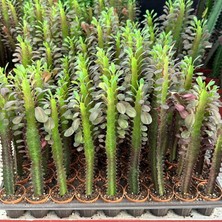 Berke Fidancılık Özel Üretim Euphorbia Trigona Red - Afrika Süt Ağacı Kaktüsü(5.5lik Saksıda, 20 cm ve Üzeri Boyda)