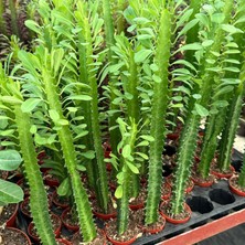 Berke Fidancılık Sınırlı Üretim Euphorbia Trigona Green - Afrika Süt Ağacı Kaktüsü(5.5lik Saksıda, 18 cm ve Üzeri Boyda)