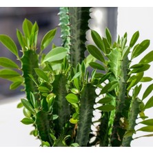 Berke Fidancılık Sınırlı Üretim Euphorbia Trigona Green - Afrika Süt Ağacı Kaktüsü(5.5lik Saksıda, 18 cm ve Üzeri Boyda)