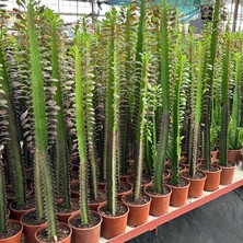 Berke Fidancılık 50 cm ve Üzeri Boyda Sınırlı Sayıda 10.5lik Saksıda, Euphorbia Trigona Red - Afrika Süt Ağacı Kaktüsü