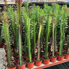 Berke Fidancılık 50 cm ve Üzeri Boyda Sınırlı Sayıda 10.5lik Saksıda, Euphorbia Trigona Red - Afrika Süt Ağacı Kaktüsü