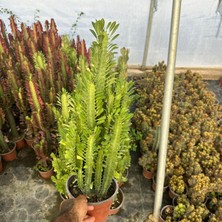 Berke Fidancılık Bol Dallı Büyük Boy Euphorbia Trigona Green - Afrika Yeşil Süt Ağacı Kaktüsü