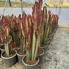 Berke Fidancılık Büyük Boy Bol Dallı Euphorbia Trigona Red- Afrika Kırmızı Süt Ağacı Kaktüsü