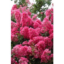 Doğaşık 2 Yaşında Pembe Oya (Lagerstroemia Indica) Fidanı - Saksılı ve Poşetli, Bahçenize Zarafet Katın