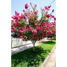 Doğaşık 2 Yaşında Pembe Oya (Lagerstroemia Indica) Fidanı - Saksılı ve Poşetli, Bahçenize Zarafet Katın