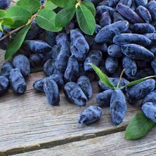 Doğaşık 2 Yaşında Bal Yemiş (Honeyberry - Lonicera Caerulea) Fidanı - Bahçeniz Için Lezzetli ve Dayanıklı Bir Meyve Bitkisi