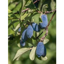 Doğaşık 2 Yaşında Bal Yemiş (Honeyberry - Lonicera Caerulea) Fidanı - Bahçeniz Için Lezzetli ve Dayanıklı Bir Meyve Bitkisi