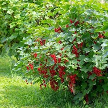 Doğaşık "2 Yaşında Frenk Üzümü (Ribes Rubrum) - Bahçeniz Için Ideal"