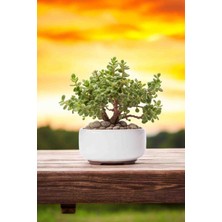 Doğa Garden Dekoratif Saksıda Bonsai Yeşim Ağacı Fil Azığı