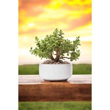 Doğa Garden Dekoratif Saksıda Bonsai Yeşim Ağacı Fil Azığı