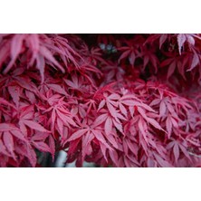 Doğaşık Japon Akçaağaç Fidanı (Acer Palmatum) 1-2 Yaş Saksılı