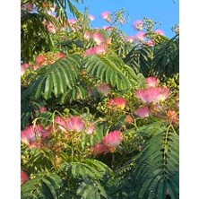 Doğaşık "2 Adet Tüplü Gülibrişim Fidanı - Bahçeniz Için Egzotik Güzellik"