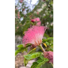 Doğaşık "egzotik Gülibrişim (Albizia Julibrissin) Fidanı - 2 Yaşında, Zarif Görünüm"