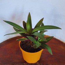 Eget Tradescantia Spathacea (İstiridye Telgraf Çiçeği)