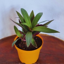 Eget Tradescantia Spathacea (İstiridye Telgraf Çiçeği)