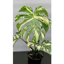 Denizin Garden Monstera Thai Constellation / Monstera Variegata