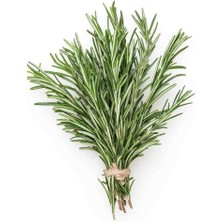 Doğaşık 1 Yaşında Tüplü Biberiye Fidanı - Rosmarinus Officinalis, Aromatik ve Sağlıklı