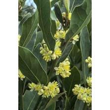 Doğaşık Tüplü Defne Ağacı Fidanı - 2 Yaşında, Bahçeniz Için Aromatik Bitki