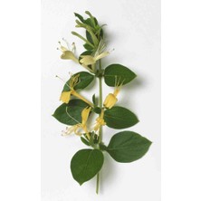 Doğaşık 1-3 Yaş Arası Tüplü Hanımeli (Lonicera Japonica) Fidanı - Bahçeniz İçin Narin ve Kokulu Çiçekler