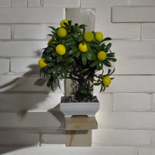 Your Dream House Doğal Ham Ahşap Dekoratif Büyük ve Orta Boy (2'li) Tekli Duvar Raf