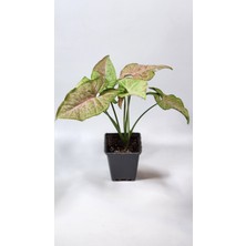 Plant Momzie Syngonium Confetti (Melek Kanadı)