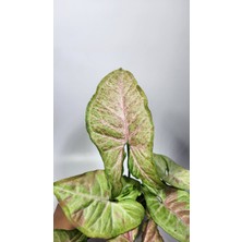 Plant Momzie Syngonium Confetti (Melek Kanadı)