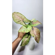 Plant Momzie Syngonium Confetti (Melek Kanadı)