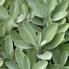 Isparta Gülü Anadolu Adaçayı Fidesi (Salvia Fruticosa) 6 Adet