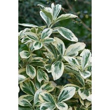 Doğaşık "bravo Taflan (Euonymus Japonicus 'bravo') Fidanı - 2 Yaşında, Şık ve Dayanıklı"