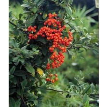 Doğaşık "2 Yaşında Tüplü Kırmızı Bodur Ateş Dikeni Fidanı - Canlı Renkler, Yoğun Yapraklar"