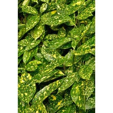 Doğaşık "2 Yaşında Tüplü Japon Defnesi Fidanı - Bahçenize Egzotik Bir Dokunuş"