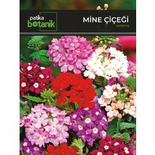 Patika Botanik 50 Adet Mine (Verbena) Çiçek Tohumu