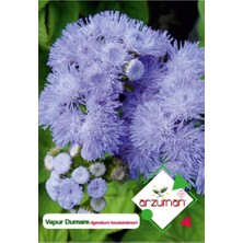 Patika Botanik Vapur Dumanı (Ageratum Houstanianum) Çiçek Tohumu 100 Adet