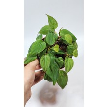 Plant Momzie Philodendron Hederaceum Micans