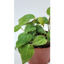 Plant Momzie Philodendron Hederaceum Micans