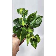 Plant Momzie Philodendron Hederaceum Brasil