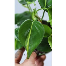 Plant Momzie Philodendron Hederaceum Brasil