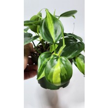 Plant Momzie Philodendron Hederaceum Brasil